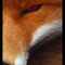 user_photo