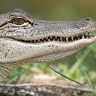 Krokodil_13