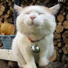 Джамиля_Мешкова