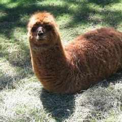 Пися.Мохнатая