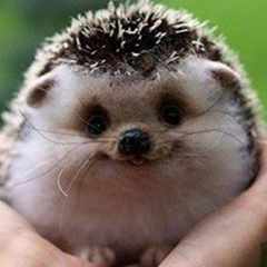 ЁжикЛесной