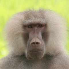 Любитель_тараканов