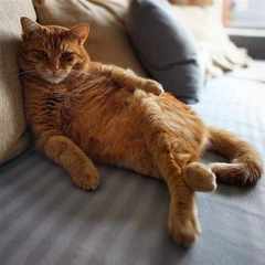 Кот_Котофей