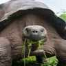 Rustyam_Schildkröte