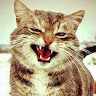 felix_cat2