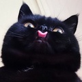 mayamyrmyr