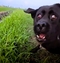 Whiskas_Fiskars