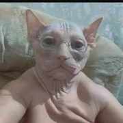 пажилойкот