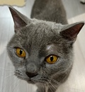 ameTTi