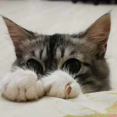 ВладимирНет