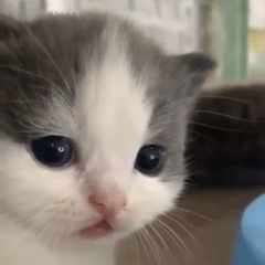 Матвей_Бестужев