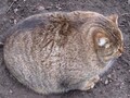 BesyatVse