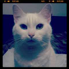 Aleks_White