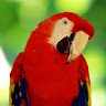 Red_Popugay