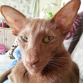 andronid