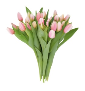 Тюльпаны 25 шт.
